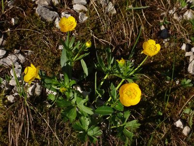 Ranunculus montanus, photographed by Christian Berg