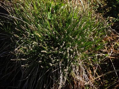 Carex davalliana, photographed by Christian Berg