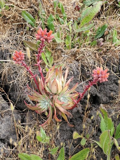 Dudleya palmeri, photographed by Trevor Harding