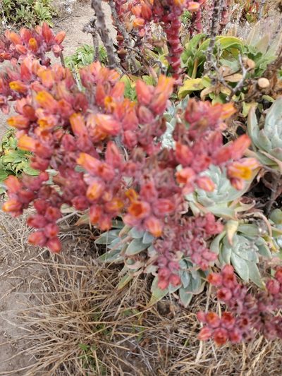 Dudleya palmeri, photographed by Trevor Harding