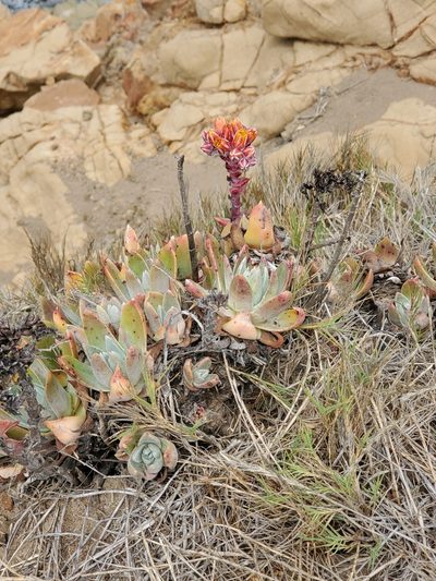 Dudleya palmeri, photographed by Trevor Harding
