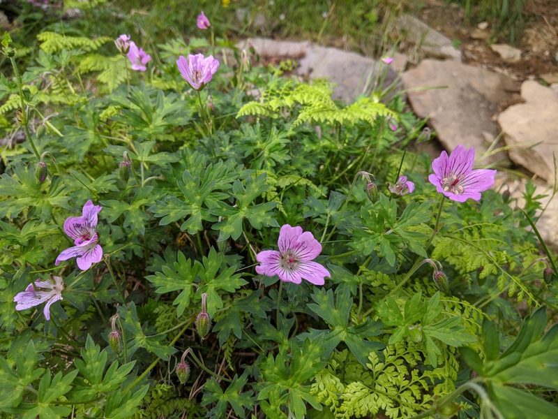 Geranium hayatanum, photographed by Cheng-Te Hsu
