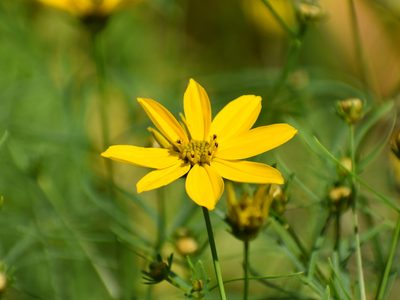 Coreopsis verticillata, photographed by Tyler Ekholm