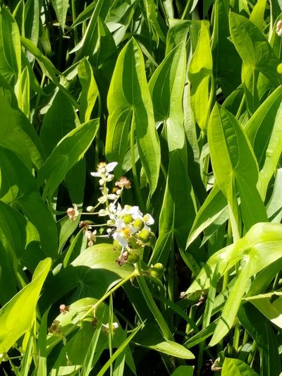Sagittaria brevirostra, photographed by Ben Smith