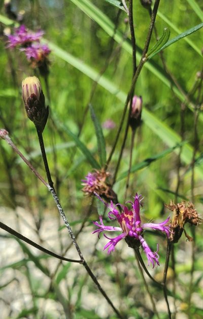 Vernonia blodgettii, photographed by Laura Gaudette