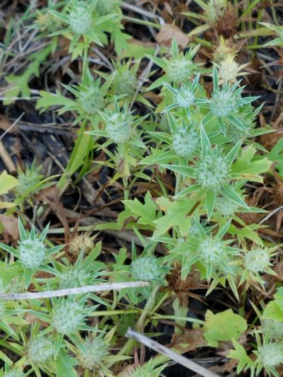 Eryngium nasturtiifolium, photographed by johnyochum