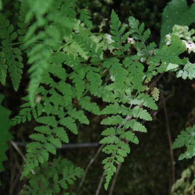 Cystopteris tenuis, photographed by er-birds