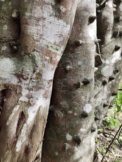 Zanthoxylum schreberi, photographed by Eduardo Chacón Madrigal
