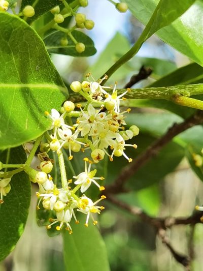 Zanthoxylum schreberi, photographed by Eduardo Chacón Madrigal