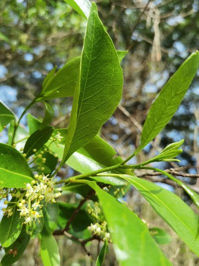 Zanthoxylum schreberi, photographed by Eduardo Chacón Madrigal