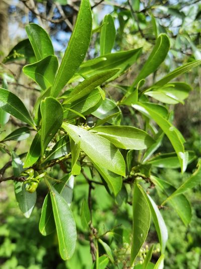 Zanthoxylum schreberi, photographed by Eduardo Chacón Madrigal
