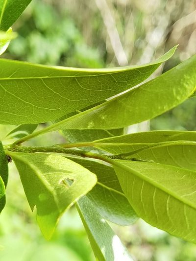 Zanthoxylum schreberi, photographed by Eduardo Chacón Madrigal