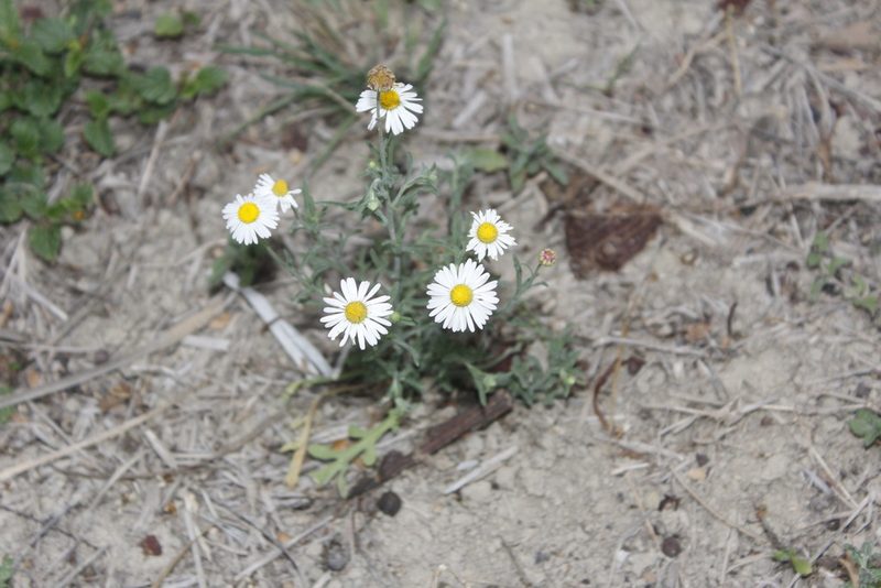 Erigeron versicolor, photographed by Juan Cruzado Cortés