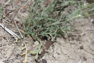 Erigeron versicolor, photographed by Juan Cruzado Cortés