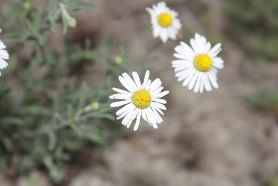 Erigeron versicolor, photographed by Juan Cruzado Cortés