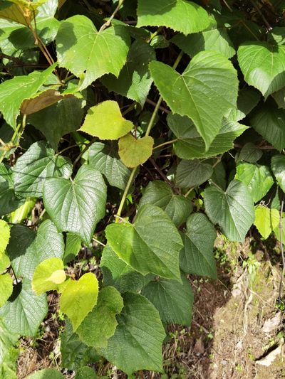 Vitis tiliifolia, photographed by Eduardo Chacón Madrigal