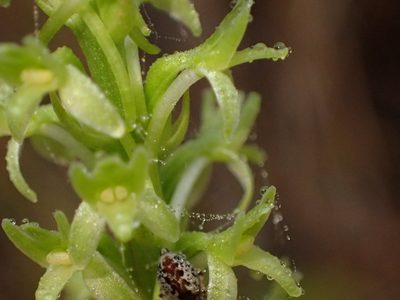 Platanthera elongata, photographed by George Williams