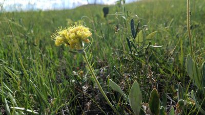 Eriogonum flavum, photographed by Doug Macaulay