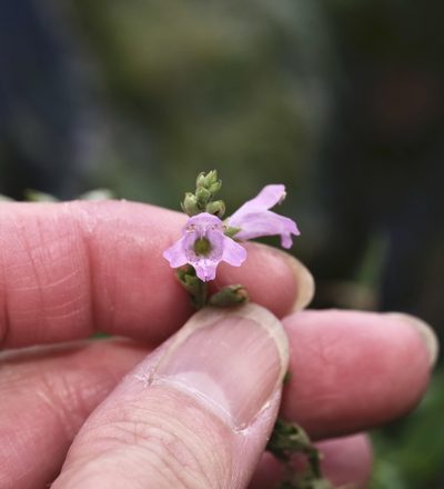 Physostegia intermedia, photographed by Michelle W. （鍾偉瑋）