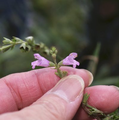 Physostegia intermedia, photographed by Michelle W. （鍾偉瑋）