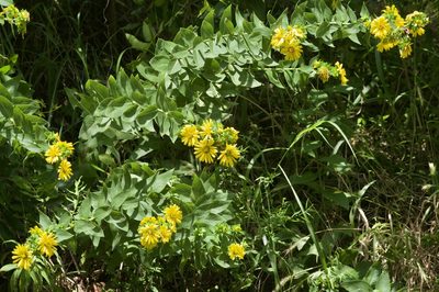 Silphium radula, photographed by Michelle W. （鍾偉瑋）