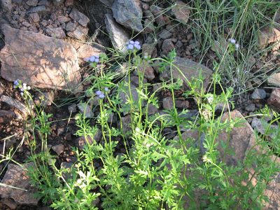 Conoclinium greggii, photographed by johnyochum