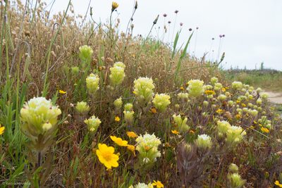 Castilleja ambigua, photographed by Ken-ichi Ueda