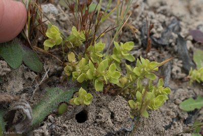 Lysimachia minima, photographed by Ken-ichi Ueda