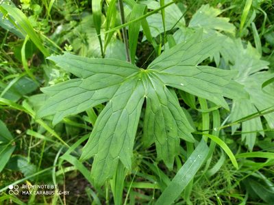 Aconitum lasiostomum, photographed by Maxim Shashkov