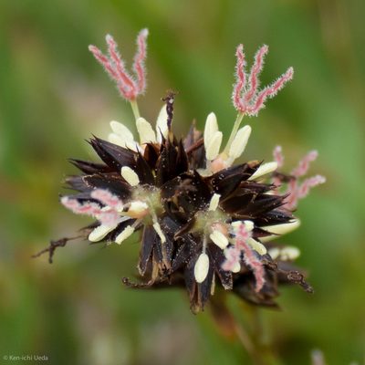 Juncus phaeocephalus, photographed by Ken-ichi Ueda