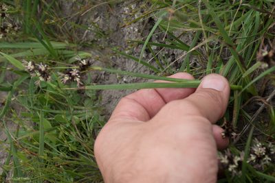 Juncus phaeocephalus, photographed by Ken-ichi Ueda