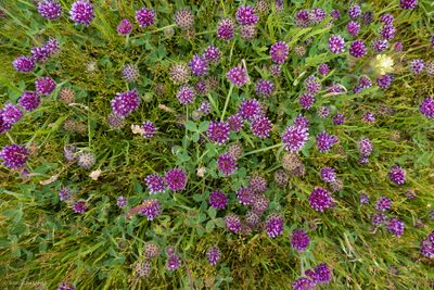 Trifolium grayi, photographed by Ken-ichi Ueda