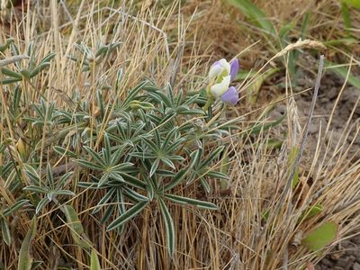 Lupinus variicolor, photographed by joergmlpts