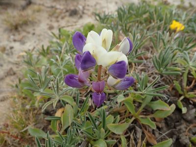Lupinus variicolor, photographed by joergmlpts