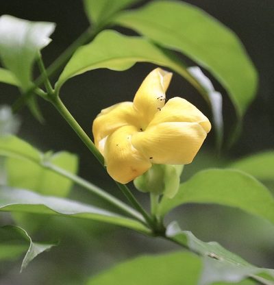 Tabernaemontana grandiflora, photographed by Aitor