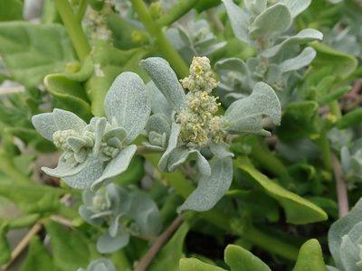 Atriplex leucophylla, photographed by joergmlpts