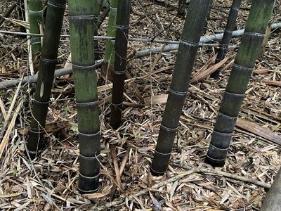 Phyllostachys nigra, photographed by Emily Summerbell