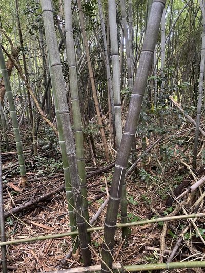 Phyllostachys nigra, photographed by Emily Summerbell
