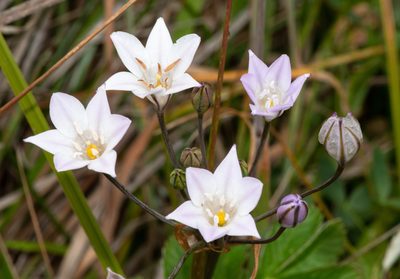 Triteleia peduncularis, photographed by Don Loarie