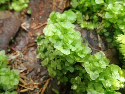 Rhizomnium nudum, photographed by Randal