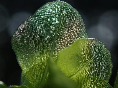 Rhizomnium nudum, photographed by Randal