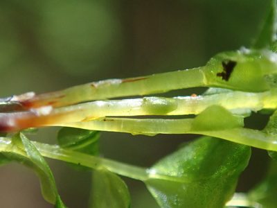 Rhizomnium nudum, photographed by Randal