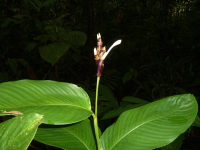 Goeppertia donnell-smithii, photographed by Eduardo Chacón Madrigal