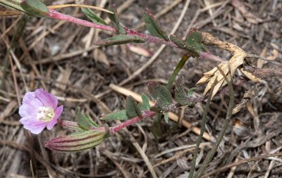 Clarkia davyi, photographed by Don Loarie