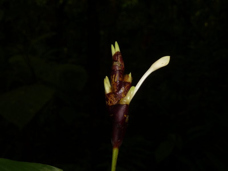 Goeppertia donnell-smithii, photographed by Eduardo Chacón Madrigal