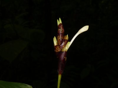 Goeppertia donnell-smithii, photographed by Eduardo Chacón Madrigal