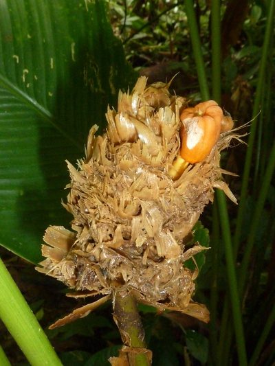Goeppertia inocephala, photographed by Eduardo Chacón Madrigal