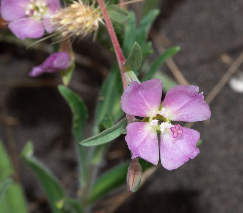 Clarkia davyi, photographed by Don Loarie