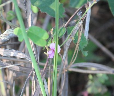 Galactia regularis, photographed by Ashwin Srinivasan