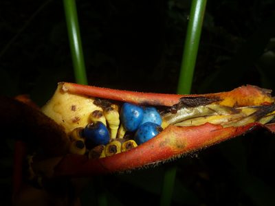 Heliconia irrasa, photographed by Eduardo Chacón Madrigal